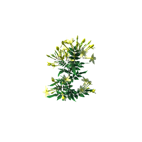 flower Jasminum2